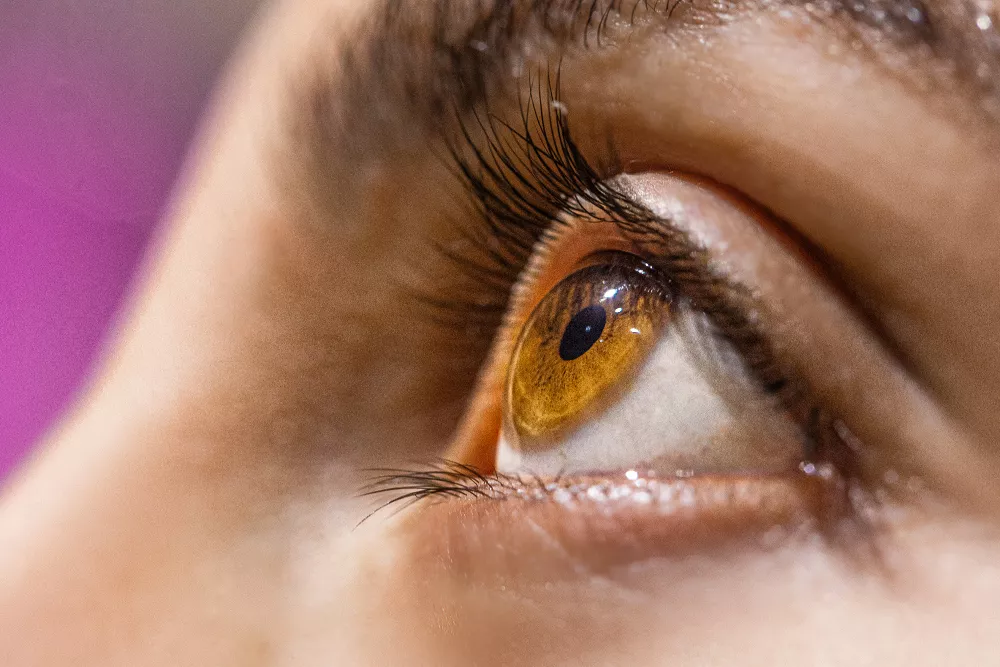 Retina & Vitreous